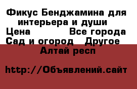 Фикус Бенджамина для интерьера и души › Цена ­ 2 900 - Все города Сад и огород » Другое   . Алтай респ.